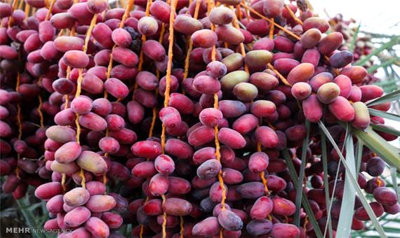 صندوق ملی حمایت از محصول خرما در بم راه اندازی می شود
