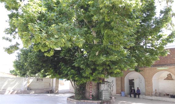 درخت چنار روستای کهنوج معزآباد ثبت ملی شد