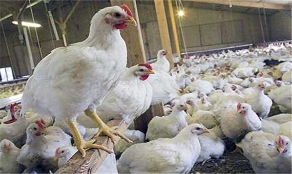 قیمت مرغ زنده در استان کرمان، پایین‌تر از متوسط کشوری