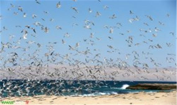 پرندگان مهاجر میهمان سواحل جزیره کیش