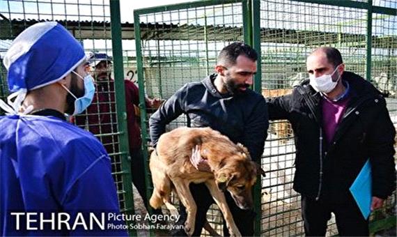 150 قلاده سگ در پناهگاه ها و مناطق امن رهاسازی شدند
