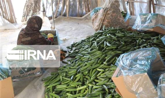خرید توافقی قریب 40 تن خیار سبز از کشاورزان جنوب کرمان