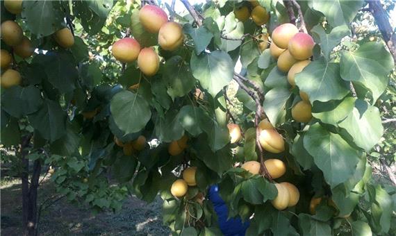 میوه‌های صادراتی کرمان شناسنامه‌دار می‌شود