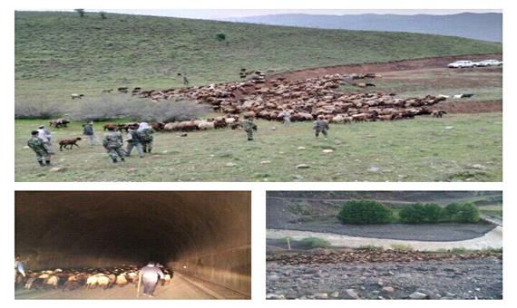 اخراج گله 1500 راسی دام از مراتع منطقه حفاظت شده الموت شرقی