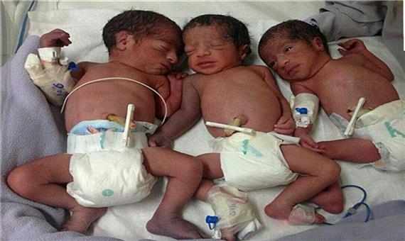 3 قلوها در جیرفت متولد شدند