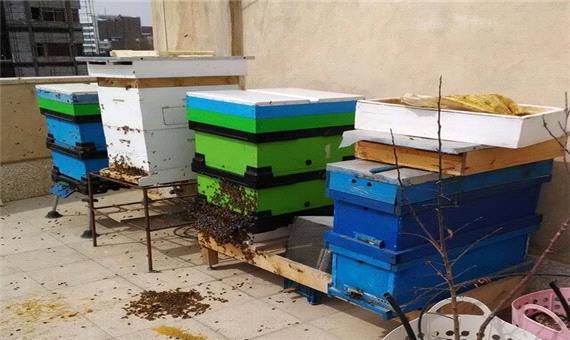 آلودگی کندوها به بیماری‌های زنبور در استان کرمان کمتر از حد انتظار