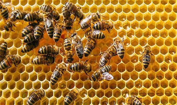 9000 کلونی زنبور عسل در استان کرمان پایش شد