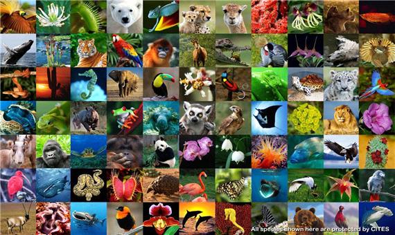 شعار روز جهانی محیط زیست: تنوع زیستی؛ فراخوان اقدام به مقابله با انقراض فزاینده گونه ها و تخریب طبیعت