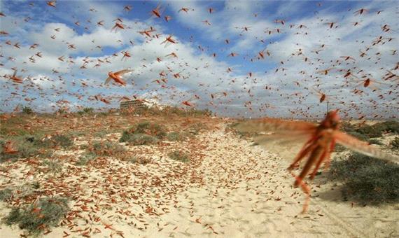 پیش بینی طغیان ملخ صحرایی در 50 هکتار از باغات بم