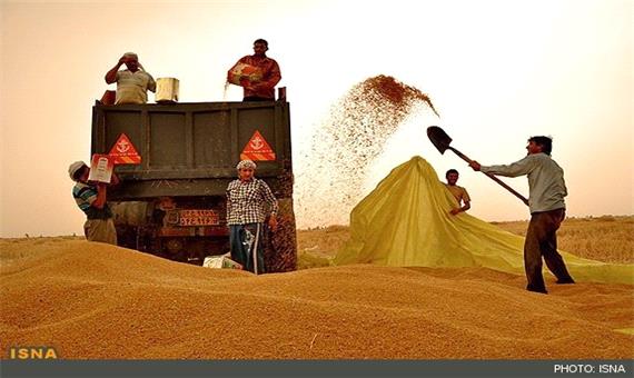 خرید تضمینی 198 هزار تن گندم در استان کرمان