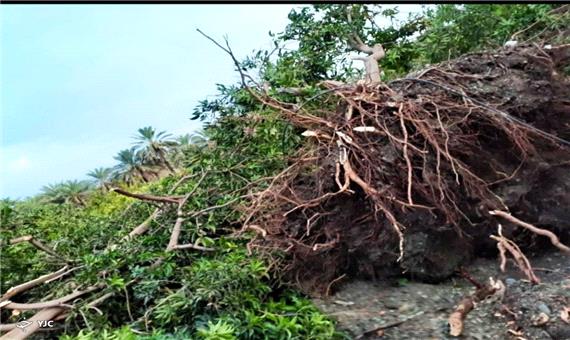 خسارت سنگین طوفان به باغات دهکهان کهنوج