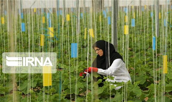 رونق کشاورزی کرمان روزنه‌ای رو به امید