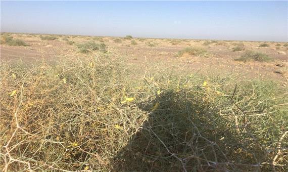 مبارزه با ملخ‌های صحرایی در 6500 هکتار اراضی کرمان پایان یافت