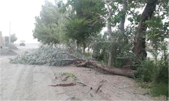 وقوع طوفان و احتمال آسیب به درختان و گلخانه‌های کرمان