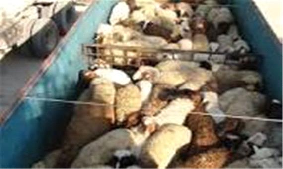 کشف 110 راس گوسفند قاچاق در راور