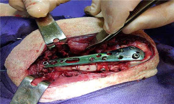 عنوان: عمل جراحی بره قوچ مصدوم منطقه حفاظت شده هفتاد قله در بیمارستان دامپزشکی مرکزی