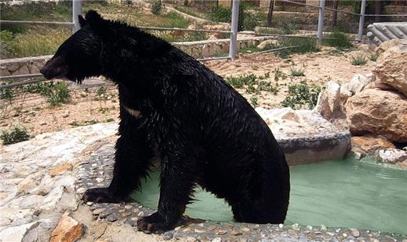 خرس سیاه بلوچی در معرض انقراض قرار گرفت