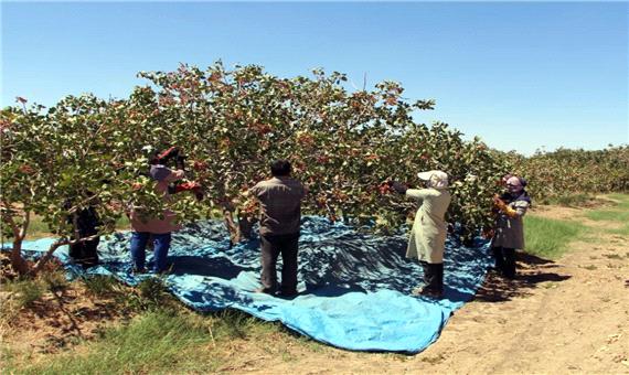 120 تن پسته خشک در جنوب کرمان تولید می‌شود