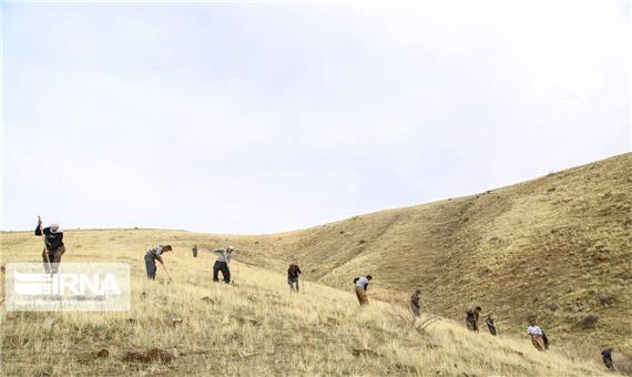 900 هکتار از زمین‌های جنوب کرمان برای زراعت چوب هدف‌گذاری شد
