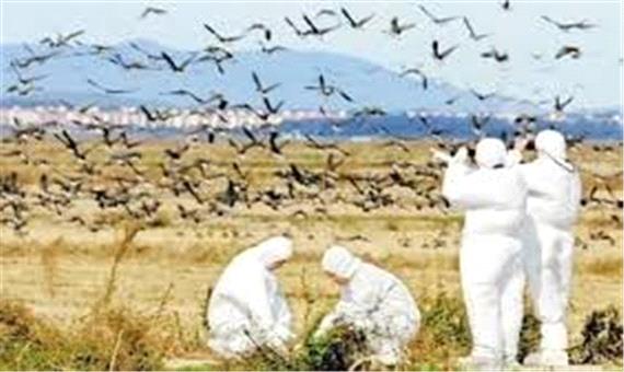 آنفلوانزای فوق حاد پرندگان، تهدیدی بزرگ برای سلامتی انسان‌ها