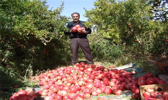 حدود6500 تن انار و انگور در گناباد برداشت شد