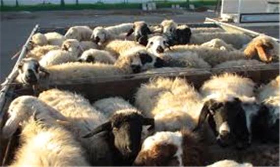 کشف بیش از 1000 راس گوسفند قاچاق در فاریاب