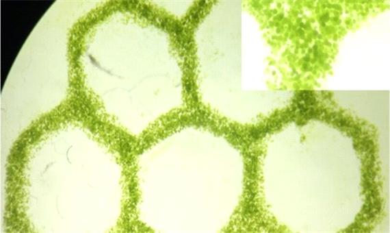 رشد بافت‌های مصنوعی از طریق تزریق اکسیژن با جلبک