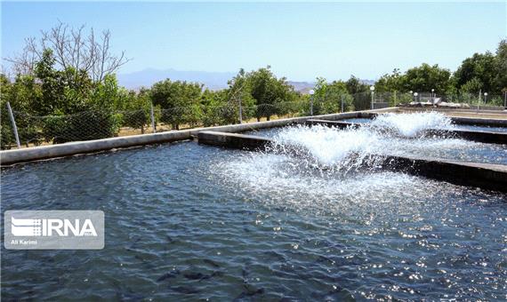 سالانه سه هزار تن انواع آبزیان در کرمان تولید می‌شود