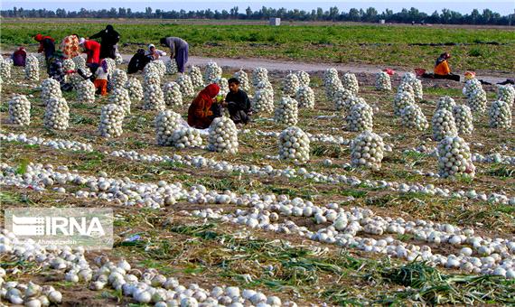 مدیر جهادکشاورزی: 85 هزار تُن پیاز از مزارع عنبرآباد برداشت می‌شود