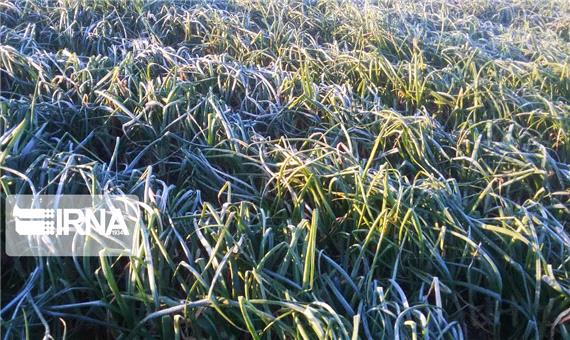 سرما و توفان 2300 میلیارد تومان  به کشاورزی جنوب کرمان خسارت زد