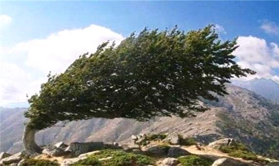 وزش باد شدید در کرمان پیش‌بینی می‌شود