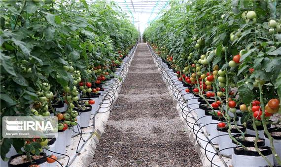 طی هفت سال گذشته بیش از 9 هزار طرح کشاورزی در استان کرمان اجرایی شد