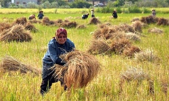 افزایش درآمد کشاورزان از شالیزارهای رودبار