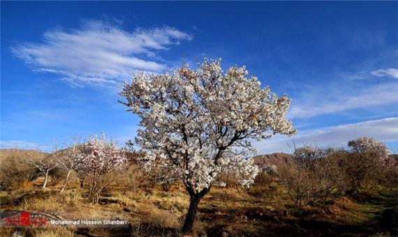 تصاویر| شکوفه زدن زودهنگام درختان در کرمان