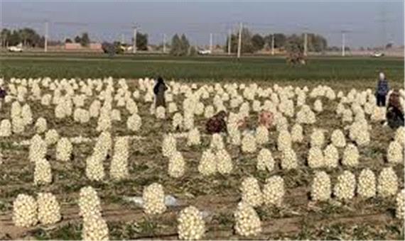 قصه تلخ پیازکاران جنوب کرمان؛ بازار به سود دلال