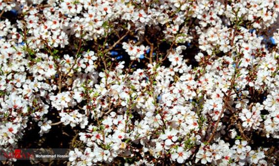 شکوفه‌های زمستانی در باغ‌های کرمان