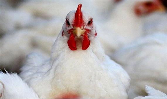 4 هزار مرغ زنده در تور پلیس آگاهی بم