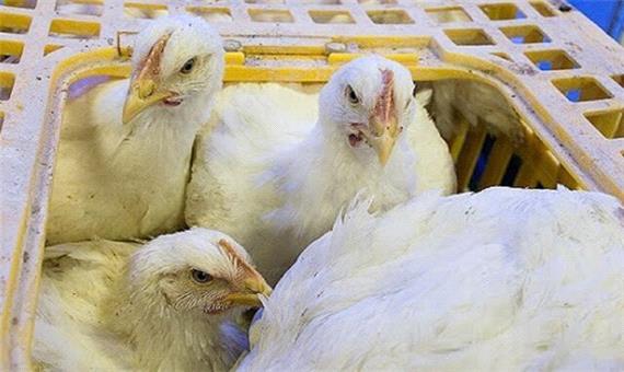 4332 قطعه مرغ زنده قاچاق در بم کشف شد