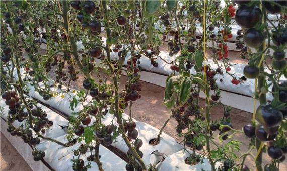 گلخانه تولید گوجه فرنگی سیاه در رفسنجان به بهره برداری رسید