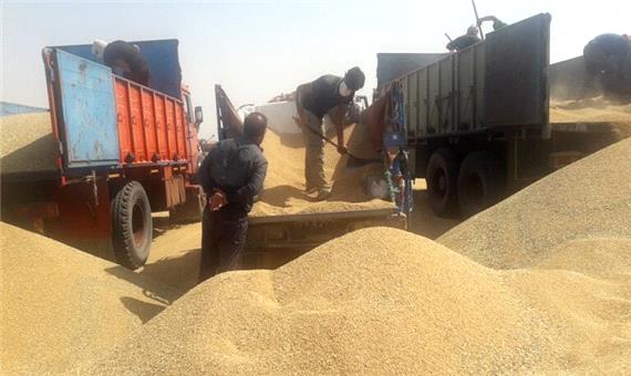 تعاون روستایی جنوب کرمان 4500 تن گندم کشاورزان را خرید