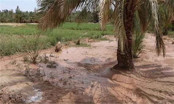 بارندگی های اخیر 96 میلیارد ریال به بخش کشاورزی شهرستان کرمان خسارت زد