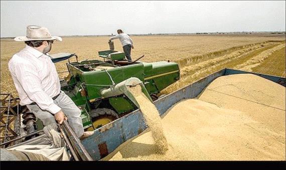 خرید و برداشت گندم در جنوب کرمان ادامه دارد