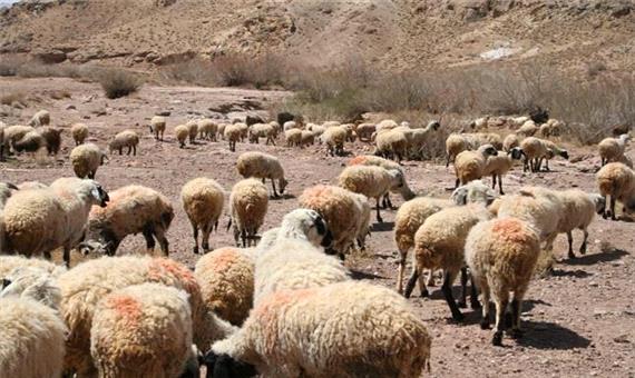 کاهش 70درصدی علوفه مرتعی در کرمان برای دامداران مشکل آفرین شد