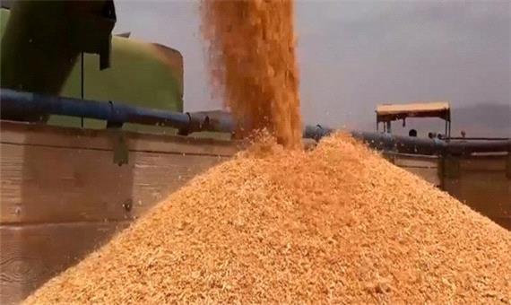 خرید 813 تن گندم بذری از کشاورزان توسط شبکه تعاون روستایی جنوب کرمان