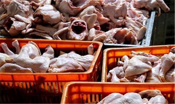 دستور قضایی ترخیص فوری 1000 تن مرغ صادر شد
