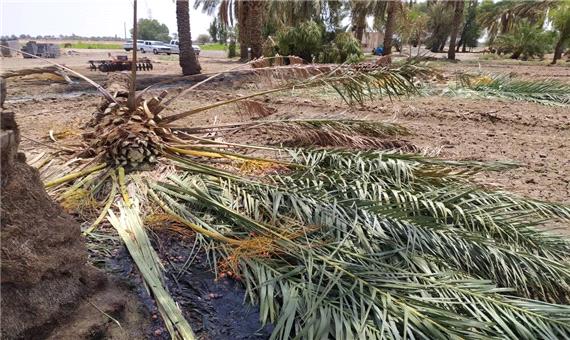 توفان به 70 درصد محصول خرمای قلعه گنج کرمان خسارت زد
