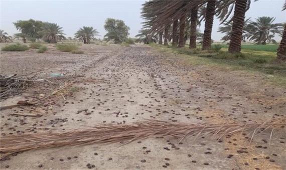 مدیر جهاد کشاورزی: طوفان اخیر به 1200 هکتار از نخیلات فاریاب خسارت زد
