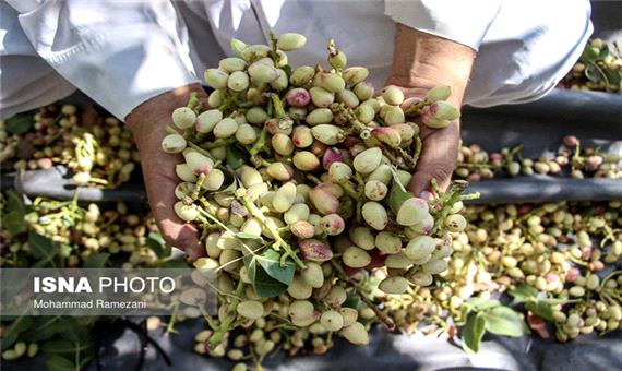 فصل برداشت طلای سبز در استان کرمان آغاز شد/ کاهش 50 درصدی محصول