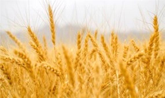 تأمین 5 هزار تن بذر گندم برای کشت پاییز کشاورزان کرمانی