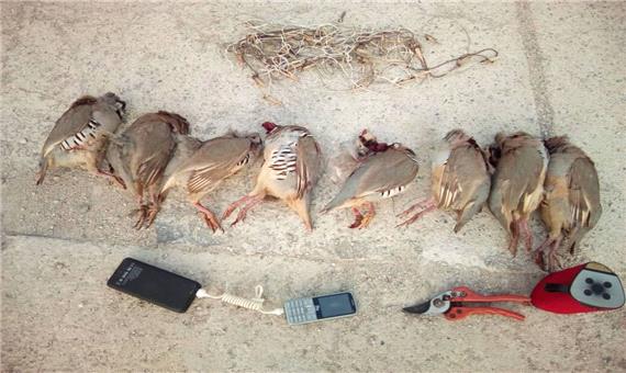 2 گروه متخلف شکار و زنده‌گیری پرندگان وحشی در جیرفت دستگیر شدند